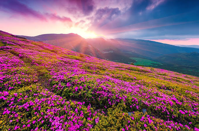 Valley of Flowers:   पयर्टकों के लिए इस खुलेंगी प्रसिद्ध फूलों की घाटी, ऑनलाइन कर सकते है पंजीकरण