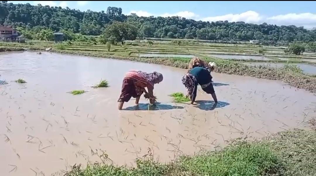 Uttarakhand: दून बासमती की खेतों में फिर लौटी खुशबू, बीज से ब्रांडिंग तक बनेगा नया मॉडल