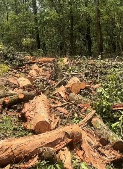 Uttarakhand: ऋषिकेश फोर लेन परियोजना में पेड़ों की कटाई पर रोक, जनभावनाओं को देखते हुए मुख्यमंत्री धामी का बड़ा फैसला